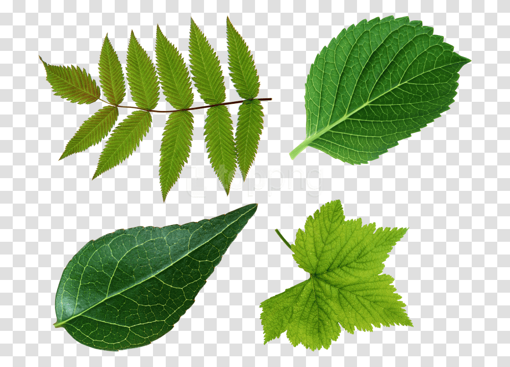 Elm Leaf, Plant, Green, Fern, Veins Transparent Png