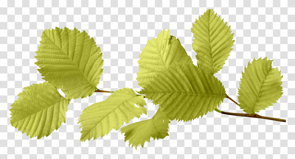 Elm Leaf, Plant, Green, Veins Transparent Png