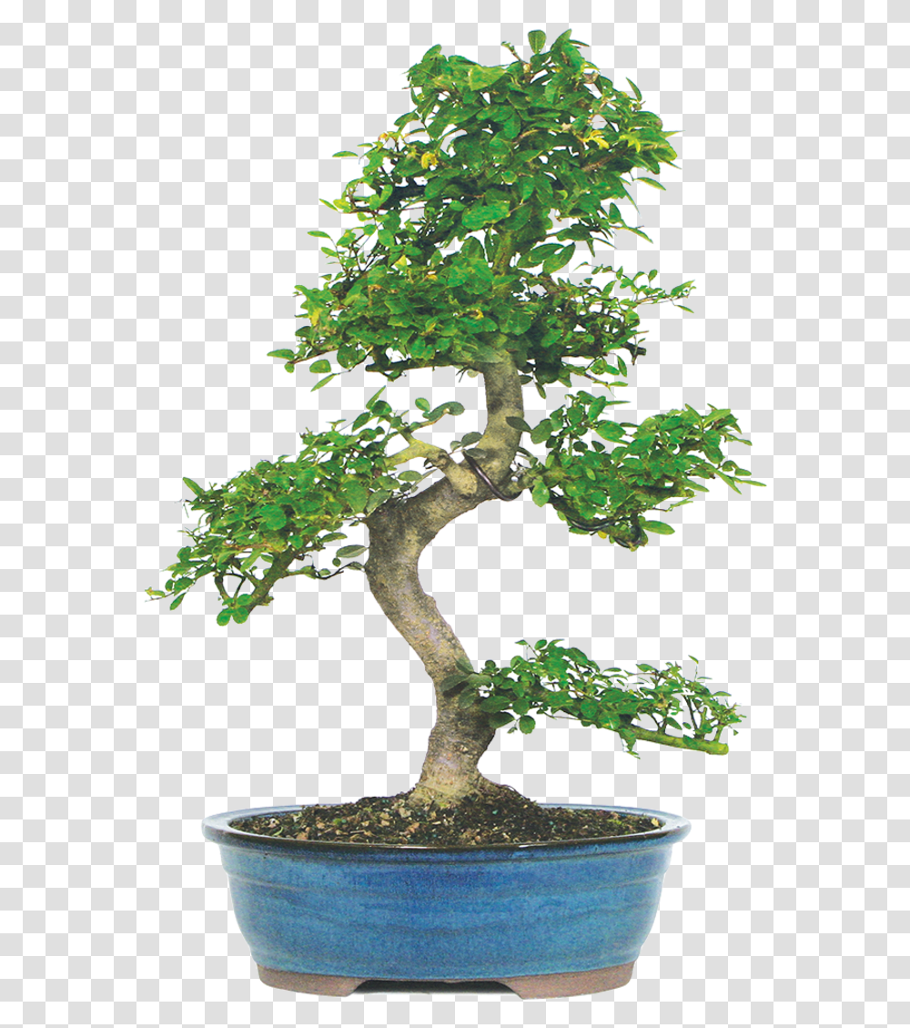 Elm Tree Bonsai En Pot, Potted Plant, Vase, Jar, Pottery Transparent Png