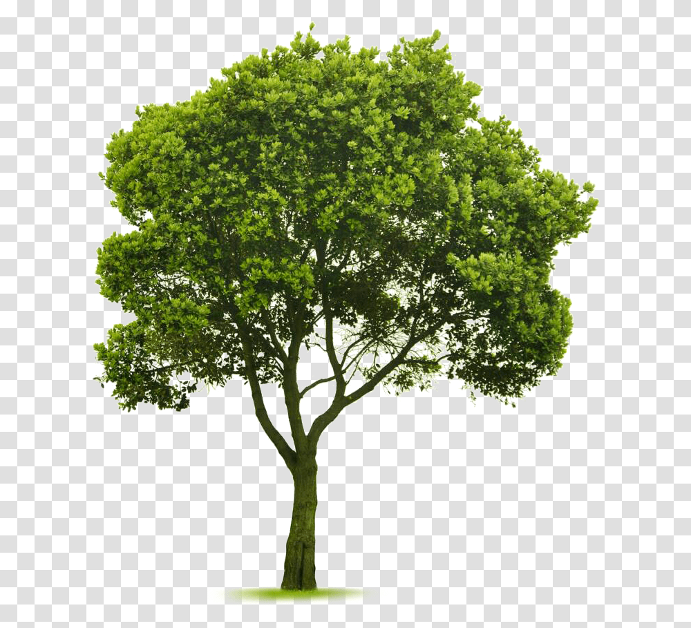 Elm Tree Cut Out Tree Photoshop, Plant, Oak, Tree Trunk, Vegetation Transparent Png