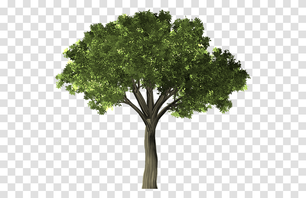 Elm Tree No Background, Plant, Bush, Vegetation, Maple Transparent Png