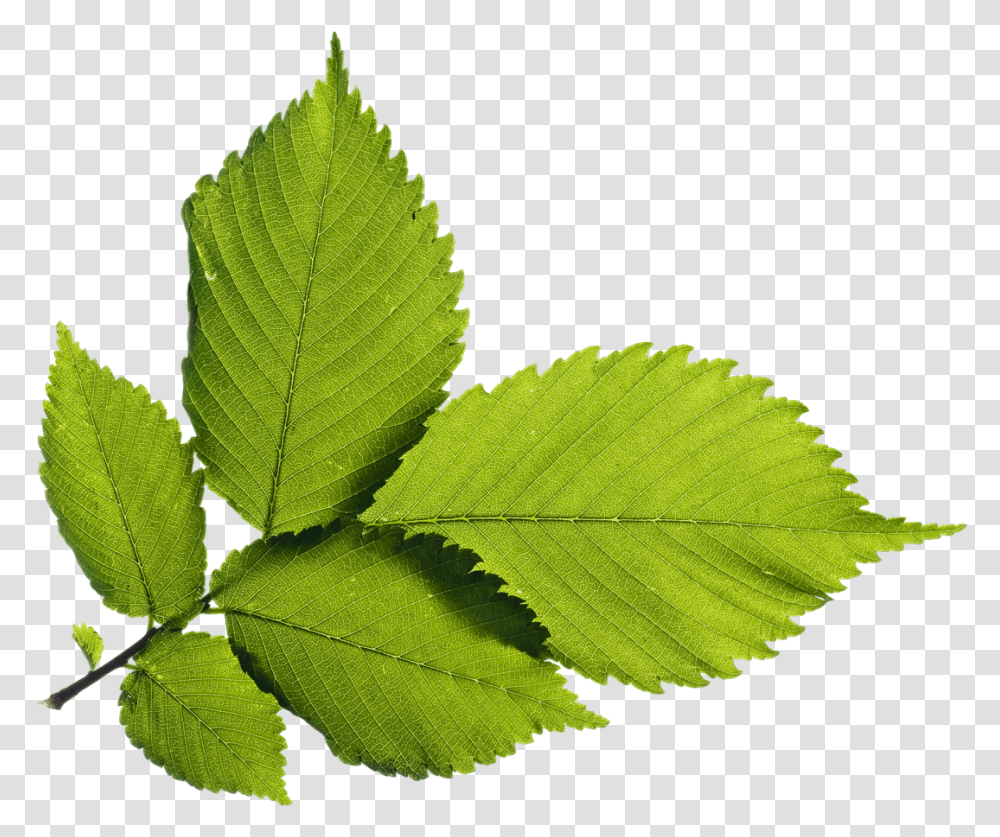 Elm Ulmus Alata, Leaf, Plant, Green, Veins Transparent Png