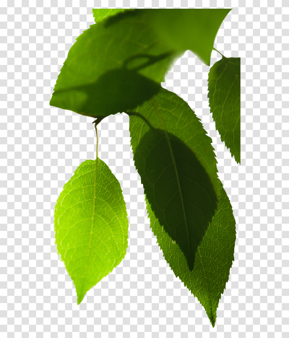 Em Qualquer Loja Mil Folhas Vita Folha De Jambu, Leaf, Plant, Veins, Green Transparent Png