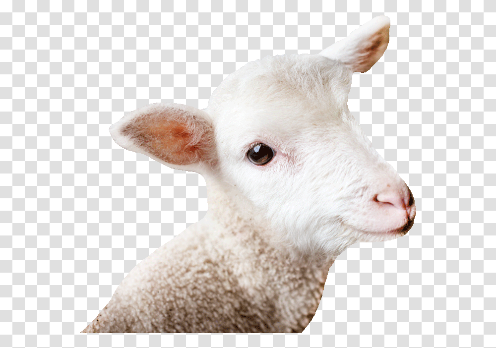 Email Background Sheep, Mammal, Animal, Goat, Mountain Goat Transparent Png