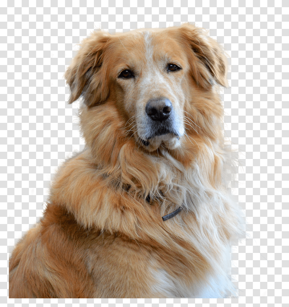 Embark Guide To Golden Retrievers Transparent Png