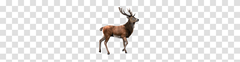 Ember Moon Image, Elk, Deer, Wildlife, Mammal Transparent Png