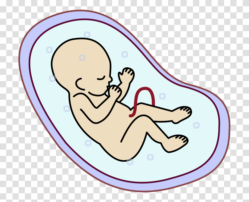 Embryo Fetus Uterus Stem Cell Infant, Leisure Activities, Toilet, Bathroom, Indoors Transparent Png