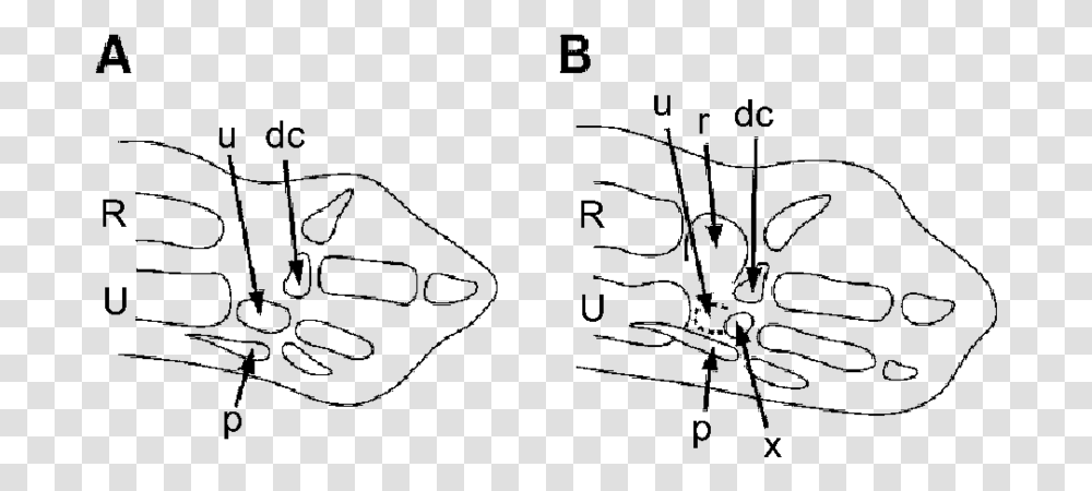 Embryonic Chicken Wing Bud At Drawing, Gray, World Of Warcraft Transparent Png