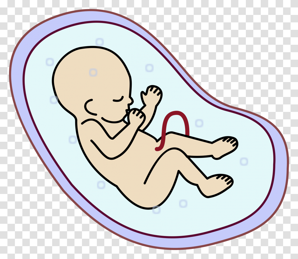 Embryonic Clipart Embryonic Clip Art Images, Leisure Activities, Toilet, Bathroom, Indoors Transparent Png