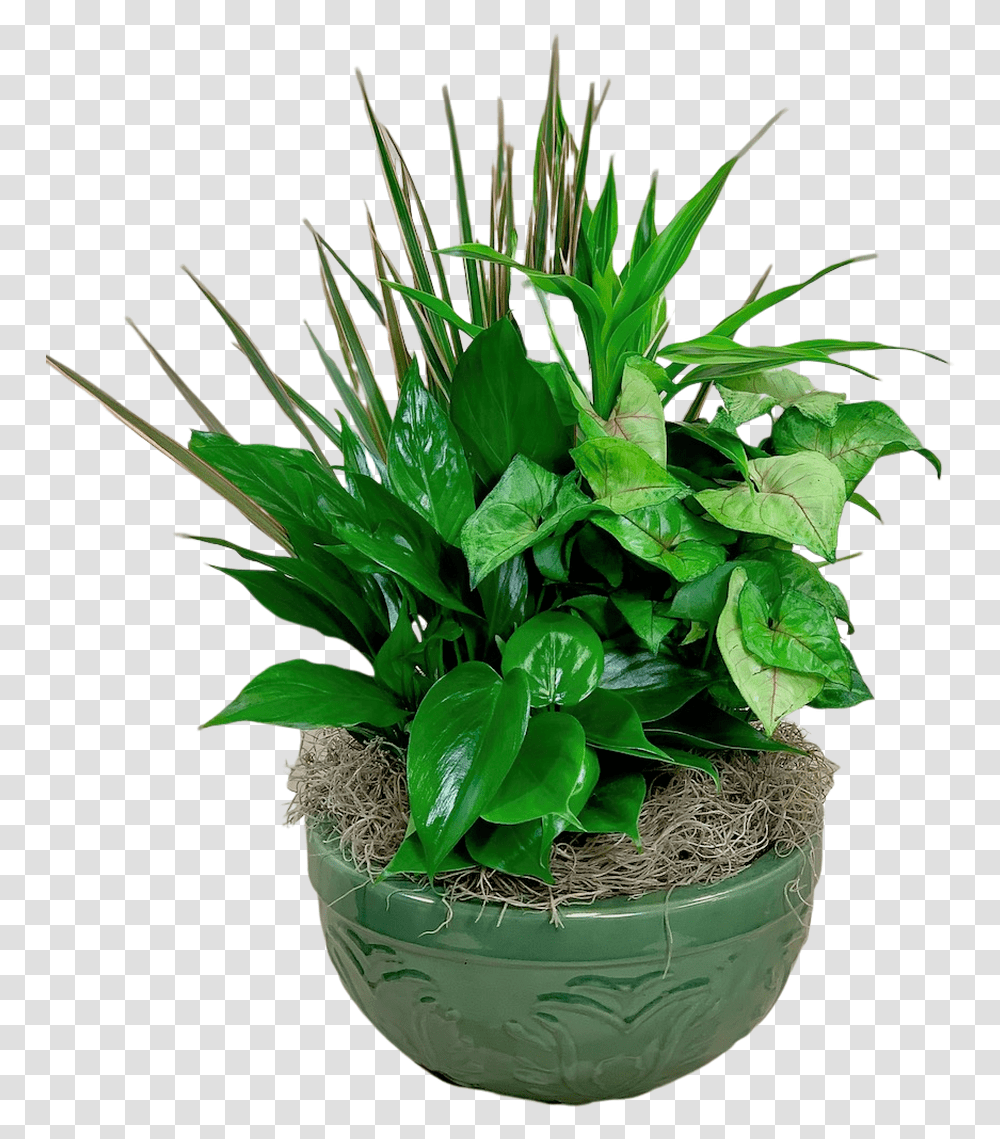 Emerald Dish Garden Houseplant, Leaf, Flower, Blossom Transparent Png