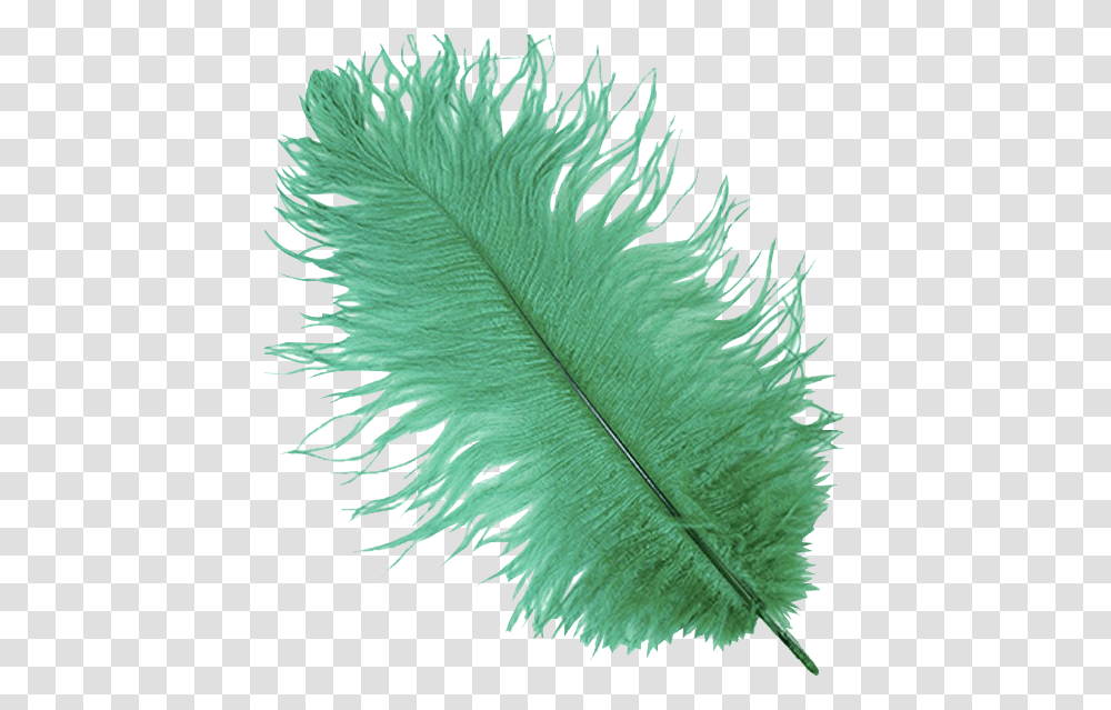 Emerald Ostrich Feather Plume Ostrich Feather, Leaf, Plant, Pattern, Seaweed Transparent Png