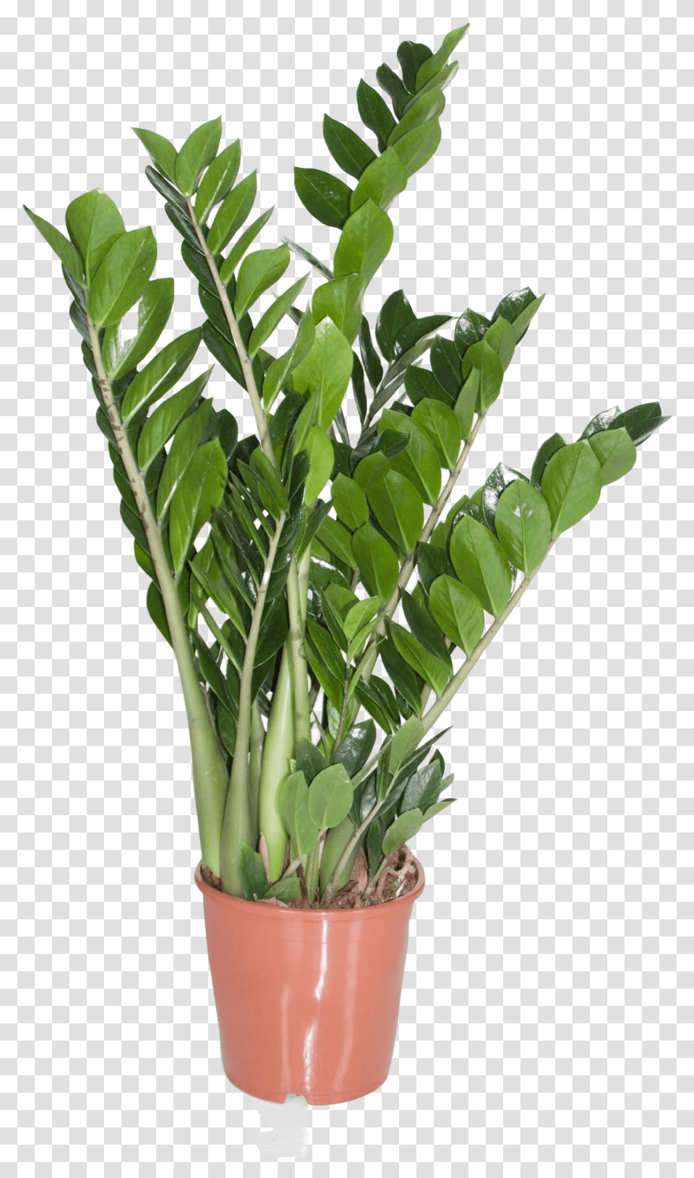 Emerald Palm, Plant, Food, Vegetable, Produce Transparent Png