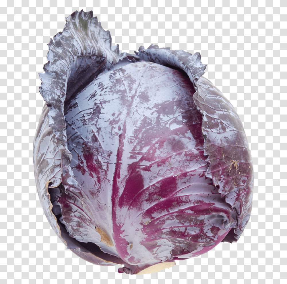 Emily Rose Shaw Red Cabbage, Plant, Food, Vegetable, Head Cabbage Transparent Png