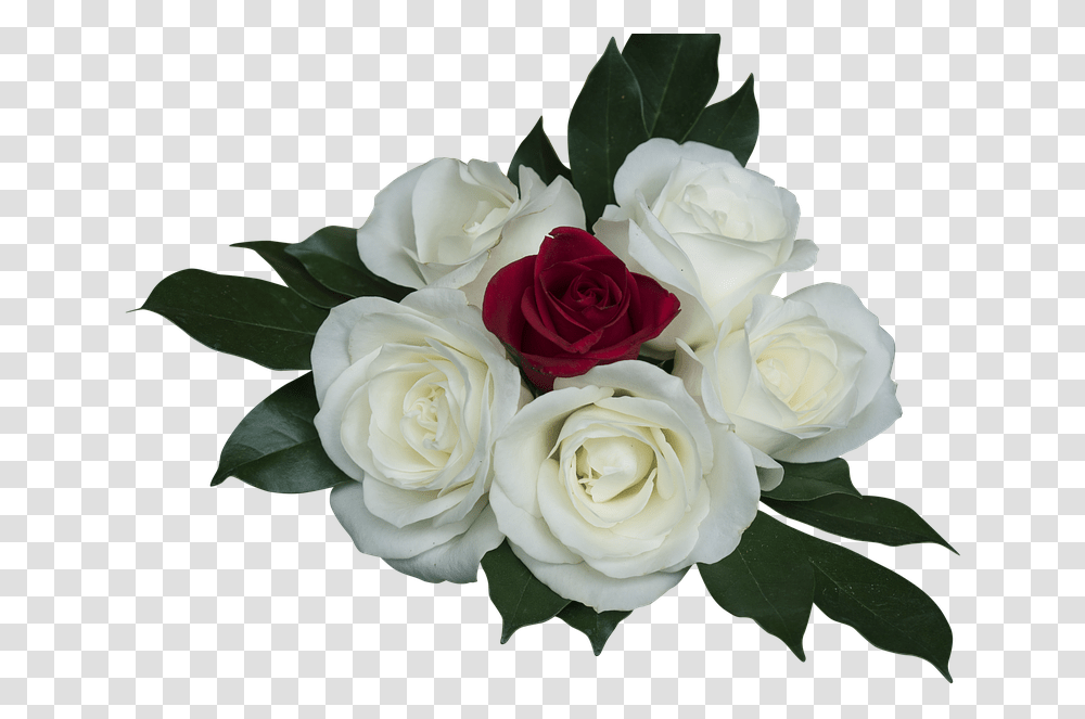 Emocin Rosas Rosa Blanco Ramo Amor Rosa Branca Em, Plant, Flower, Blossom, Flower Bouquet Transparent Png