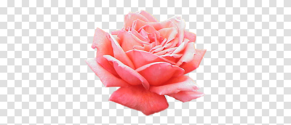 Emoji Edit Tumblr Overlay Freetoedit Rosa, Rose, Flower, Plant, Blossom Transparent Png