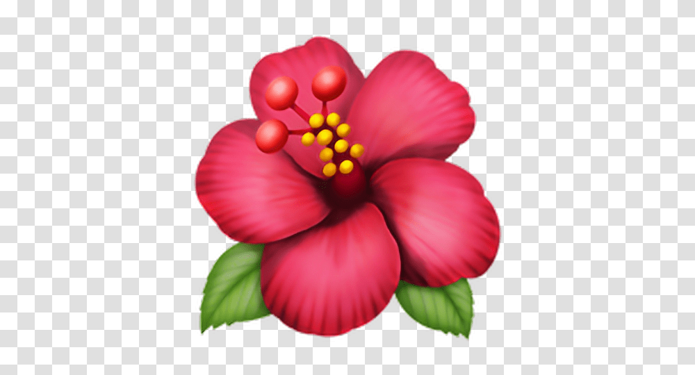 Emoji Fleur Fleur Flora Rose Pink Apple Iphone, Hibiscus, Flower, Plant, Blossom Transparent Png