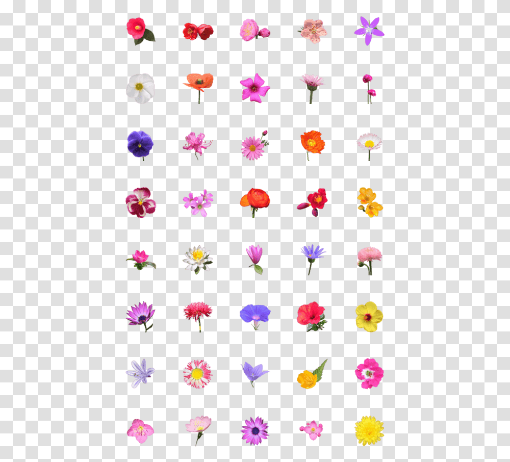 Emoji, Petal, Flower, Plant, Blossom Transparent Png