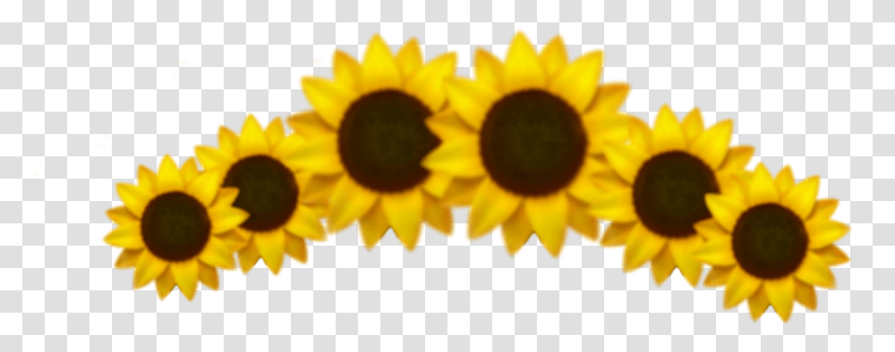 Emoji Sunflower Crown Sticker Aesthetic Sunflower Crown, Plant, Blossom, Daisy, Daisies Transparent Png
