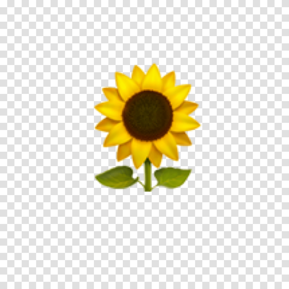Emoji Sunflower Emojis Cute Cuteemoji Yellow Green Over Sunflower Emoji, Plant, Blossom, Daisy, Daisies Transparent Png