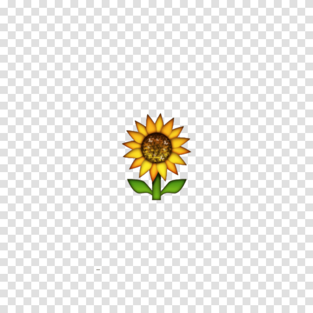 Emoji Sunflower, Plant, Blossom, Daisy, Daisies Transparent Png