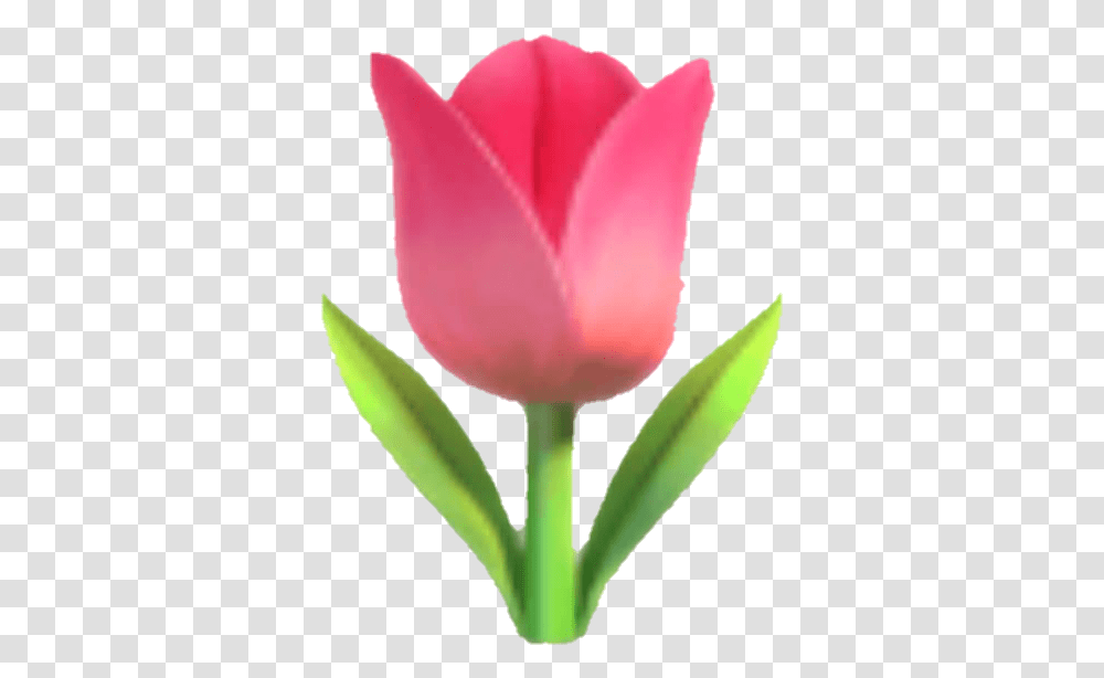Emoji Tulip Flower Pink Pinkflower Tulip Emoji, Plant, Blossom Transparent Png
