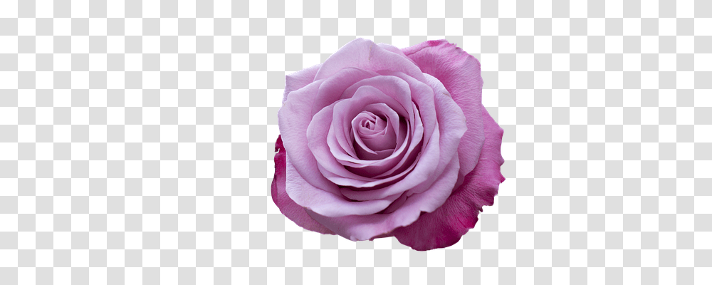 Emotion Rose, Flower, Plant, Blossom Transparent Png