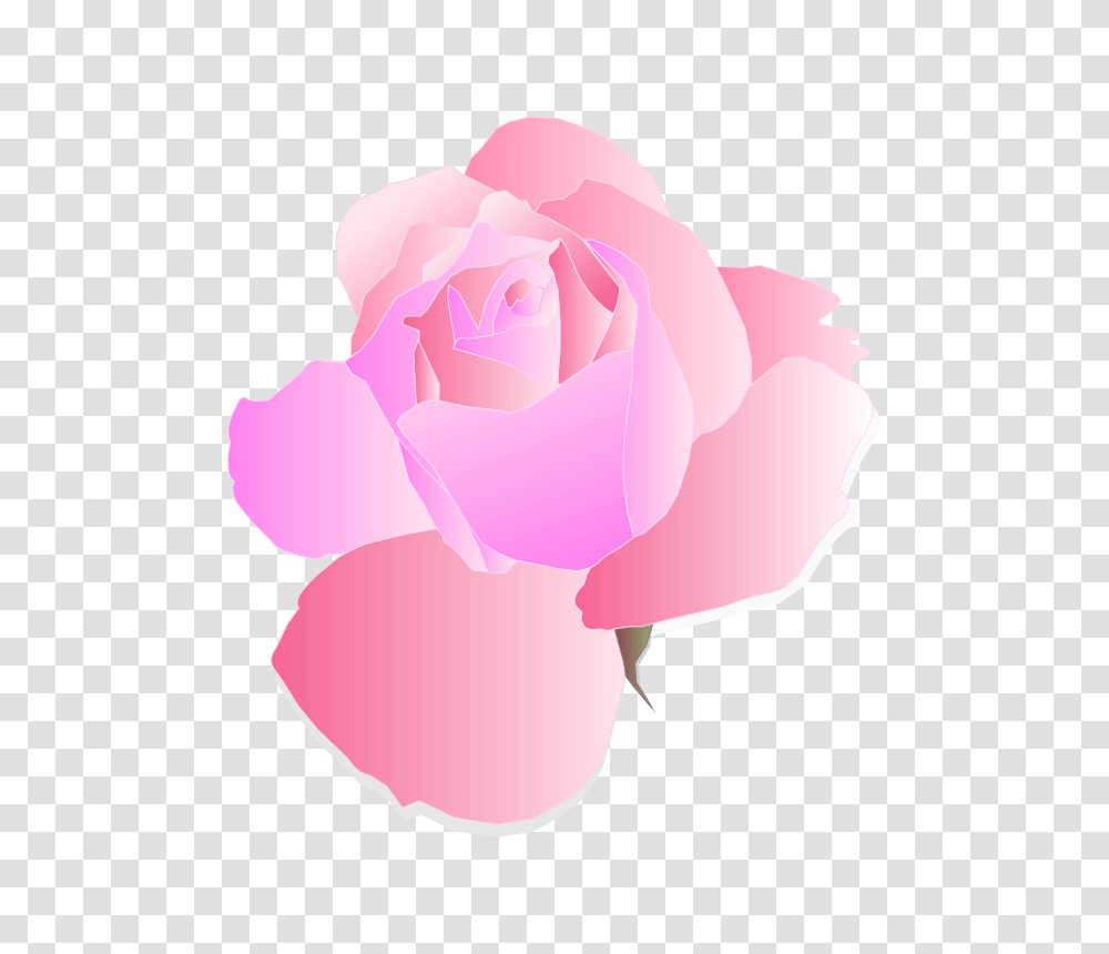 Emotion, Rose, Flower, Plant Transparent Png