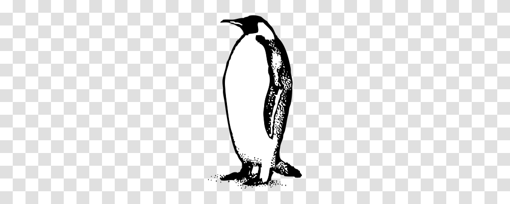 Emperor Animals, Penguin, Bird Transparent Png