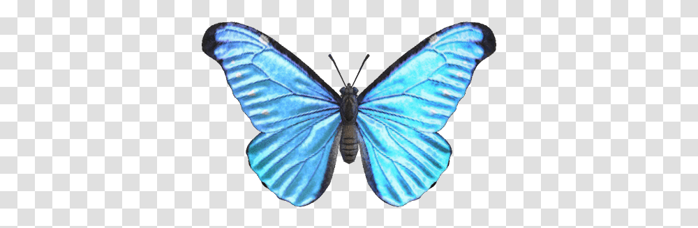Emperor Butterfly Nookipedia The Animal Crossing Wiki Animal Crossing Butterfly, Insect, Invertebrate, Moth, Person Transparent Png