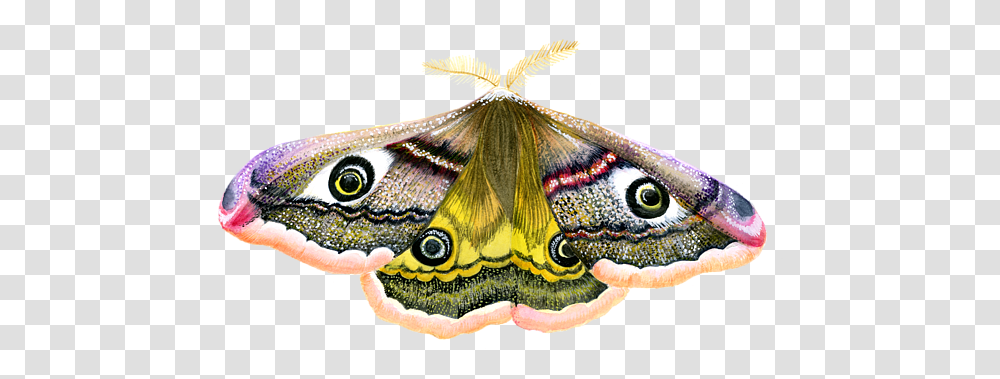 Emperor Hawk Moth Greeting Card White Emperor Moth Background, Butterfly, Insect, Invertebrate, Animal Transparent Png