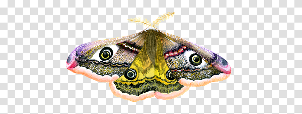 Emperor Moth, Butterfly, Insect, Invertebrate, Animal Transparent Png