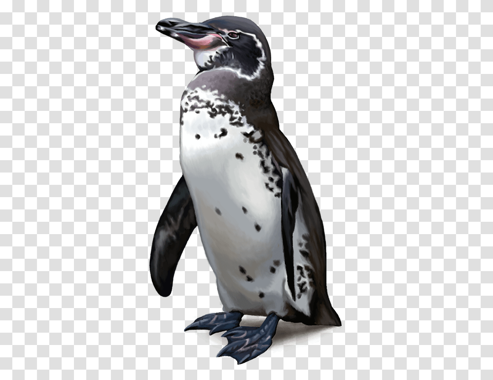 Emperor Penguin, Animal, Bird, Beak, Snowman Transparent Png