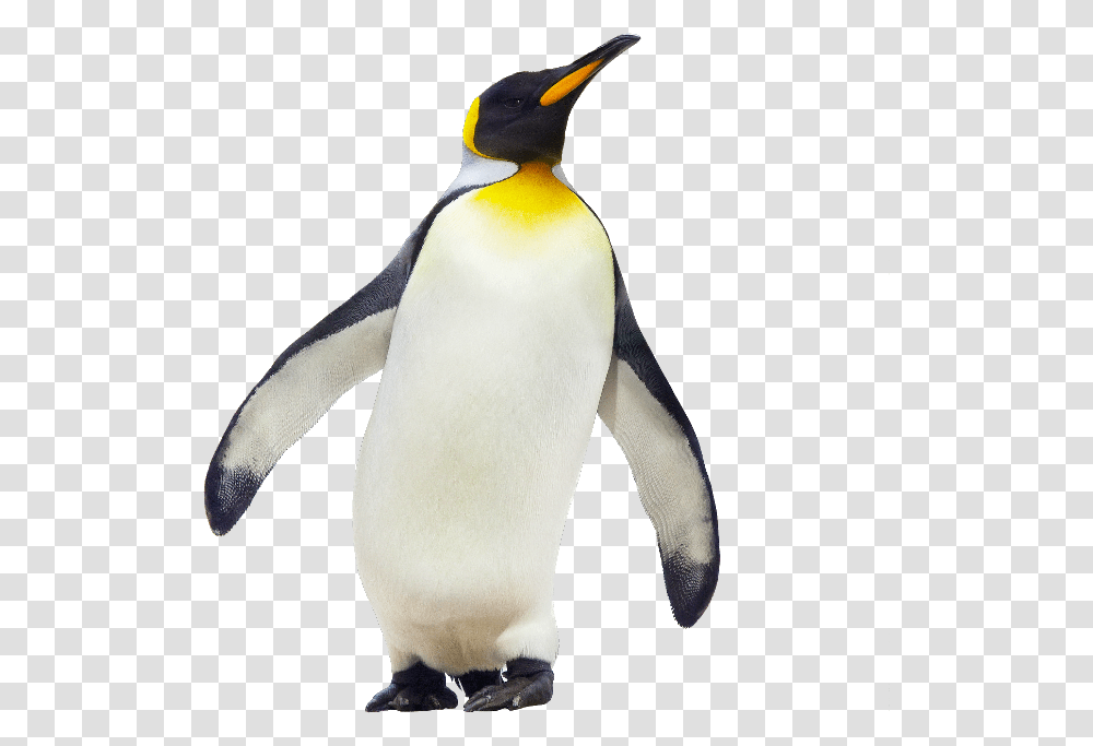Emperor Penguin Antarctica Stock Photography Gentoo Penguin, Bird, Animal, King Penguin Transparent Png