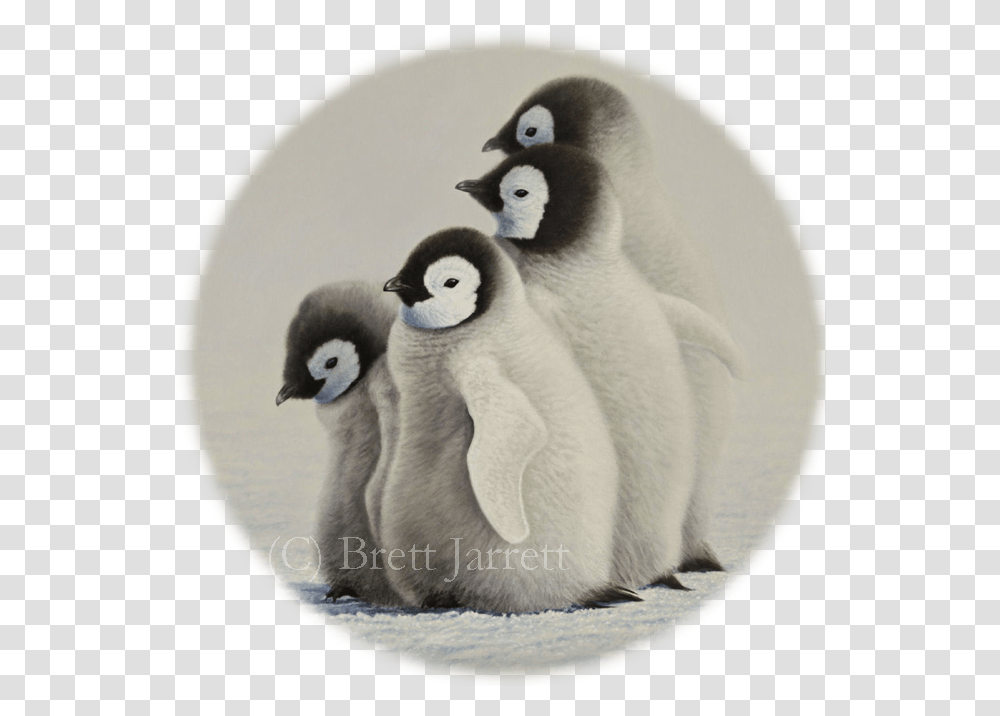 Emperor Penguin, Bird, Animal, King Penguin Transparent Png