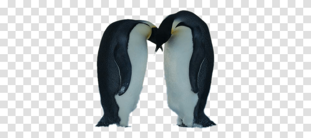 Emperor Penguin Bowing, Bird, Animal, King Penguin Transparent Png