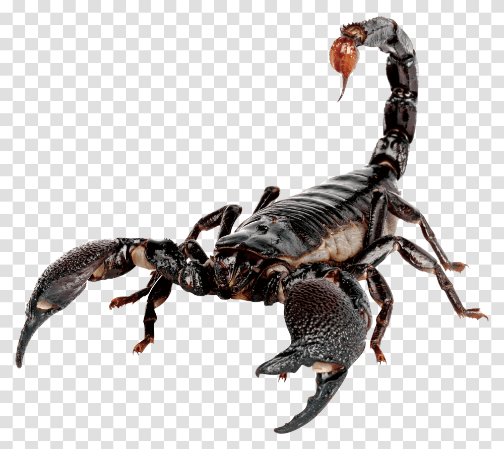 Emperor Scorpion Scorpion Sting House Scorpion, Invertebrate, Animal, Spider, Arachnid Transparent Png