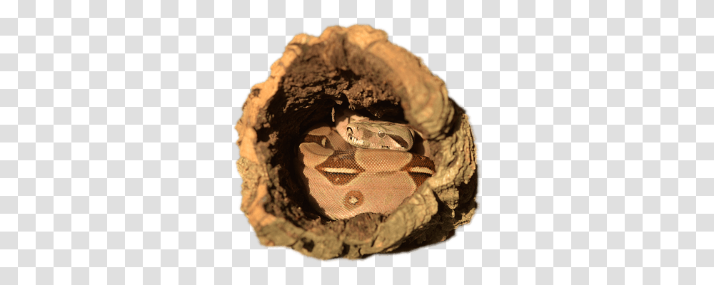 Emperor Snake Animals, Nest, Bird Nest, Hole Transparent Png