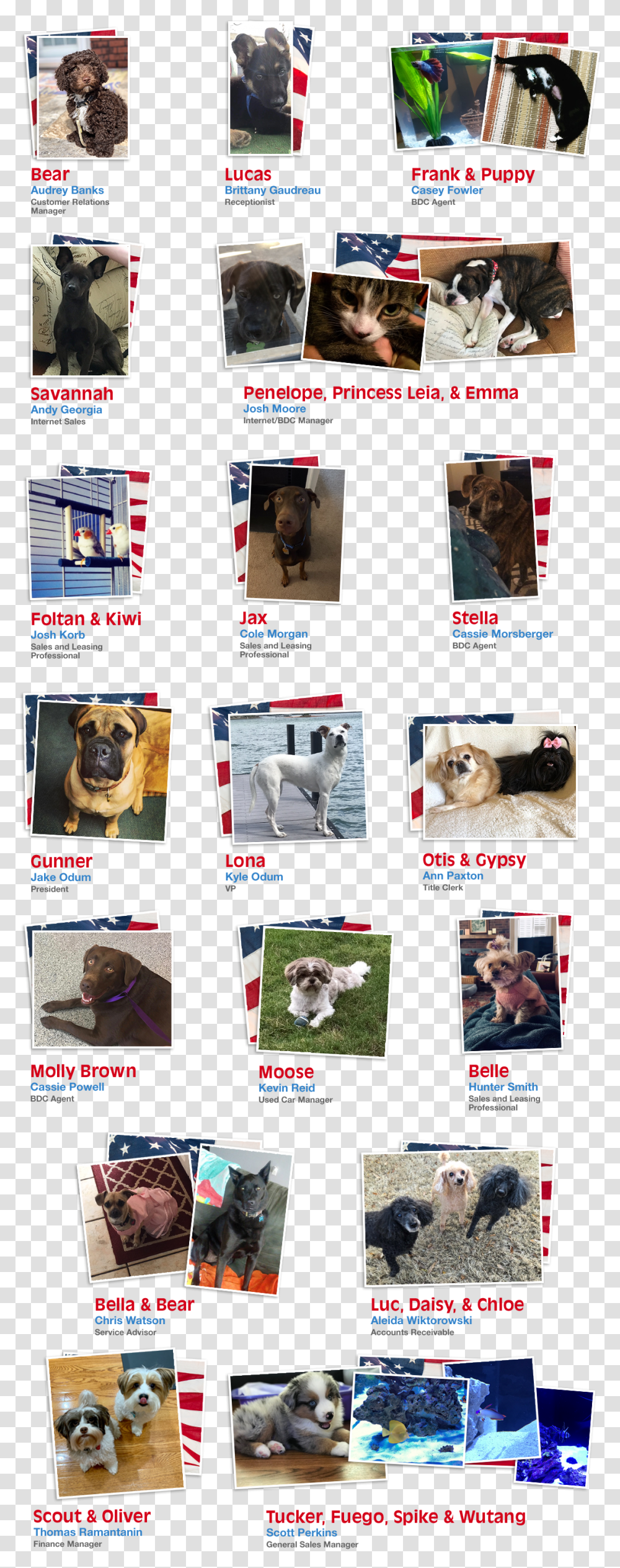 Employee Pets, Collage, Poster, Advertisement, Animal Transparent Png