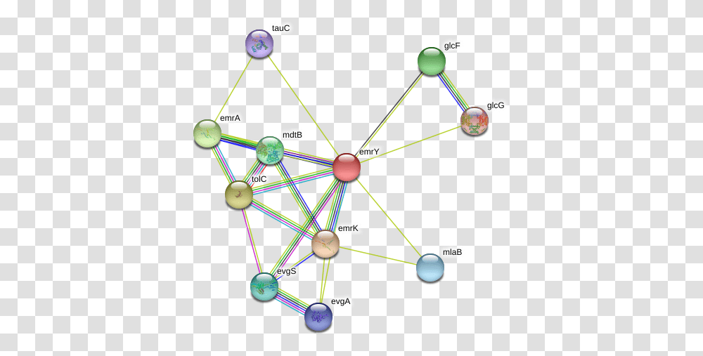 Emry Protein Circle, Network, Diagram Transparent Png