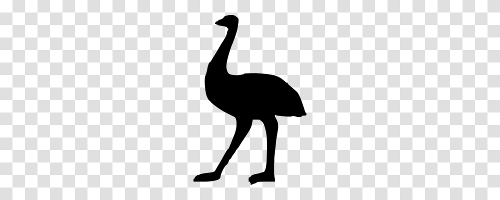 Emu Animals, Gray, World Of Warcraft Transparent Png