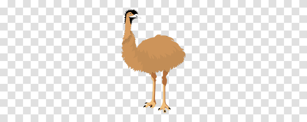 Emu Animals, Bird, Ostrich Transparent Png