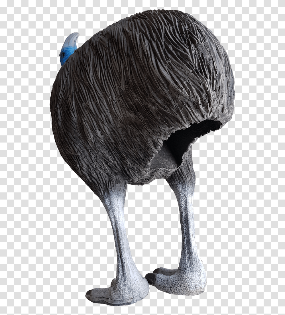Emu, Beak, Bird, Animal, Waterfowl Transparent Png