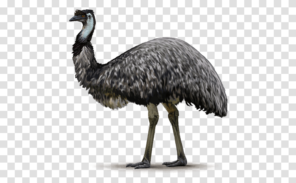 Emu, Bird, Animal, Beak, Waterfowl Transparent Png