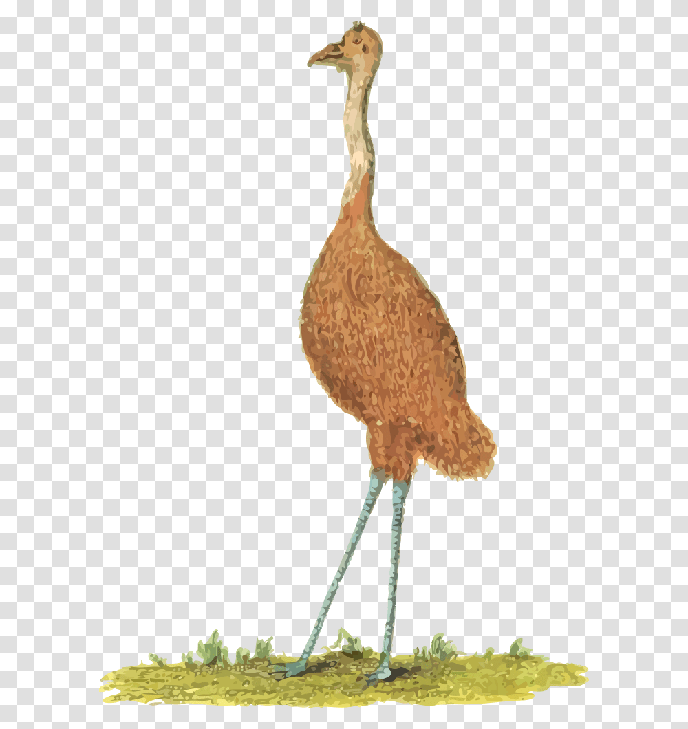 Emu Emu Bird Clipart, Animal, Kiwi Bird, Crane Bird Transparent Png