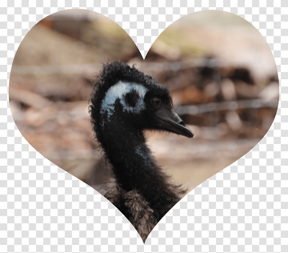 Emu Love, Bird, Animal, Beak Transparent Png