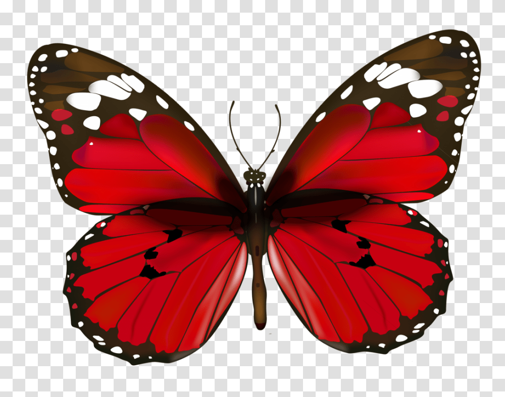 En Guzel Kelebek Resimleri Fotograflari A Butterflies Moths, Butterfly, Insect, Invertebrate, Animal Transparent Png