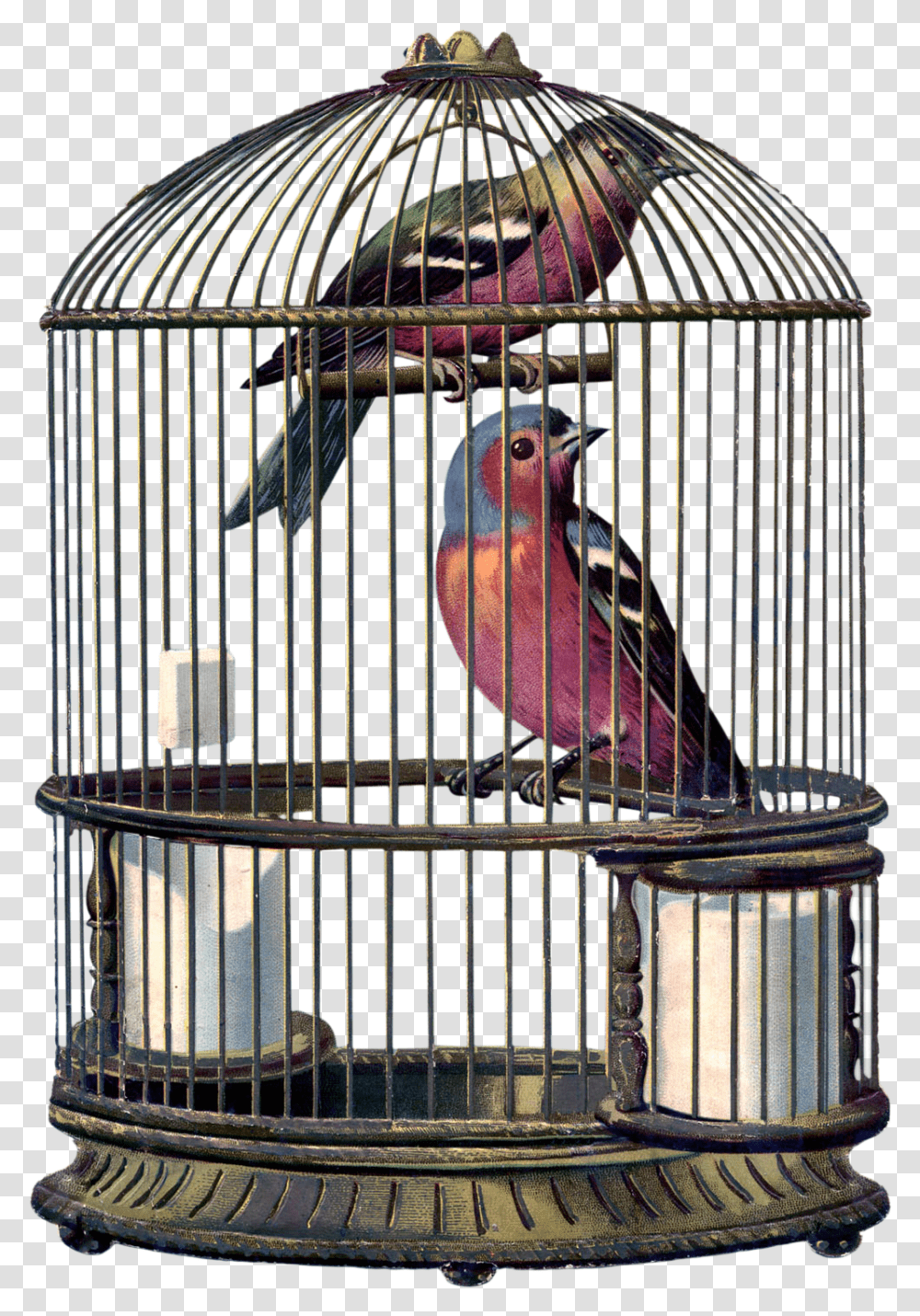 Encantarte Imagens Vintage Bird In A Cage, Animal, Chicken, Poultry, Fowl Transparent Png