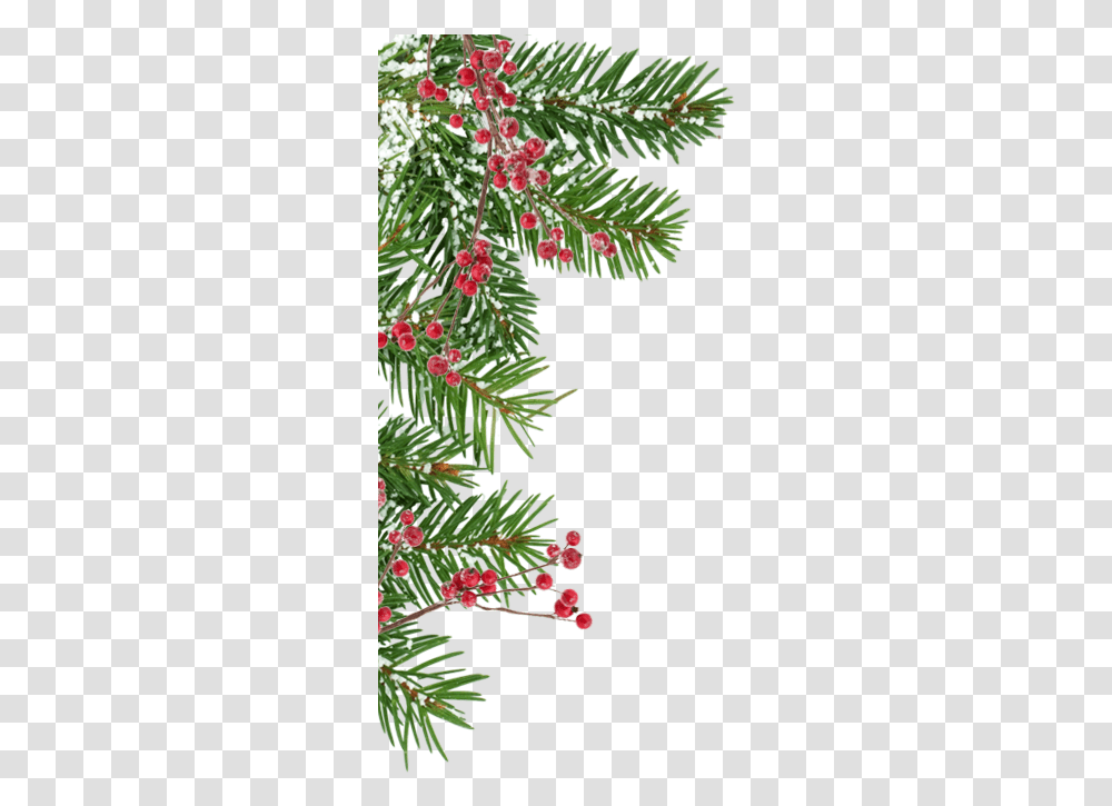 Enchanted Christmas Greenwood Family Park Christmas Tree, Plant, Conifer, Spruce, Fir Transparent Png