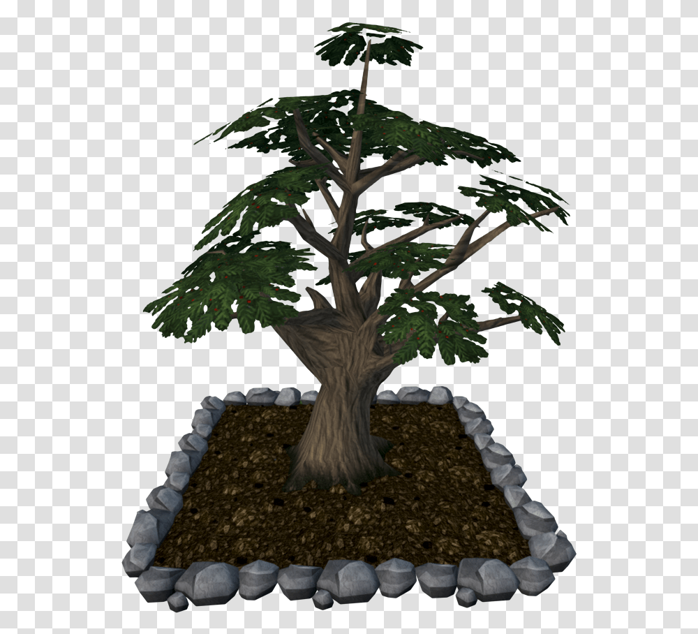 Enchanted Tree The Runescape Wiki Sageretia Theezans, Plant, Potted Plant, Vase, Jar Transparent Png