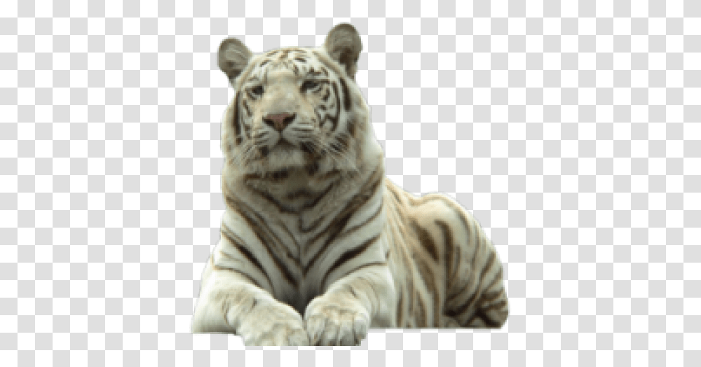 Endangered White Tiger, Wildlife, Mammal, Animal, Person Transparent Png